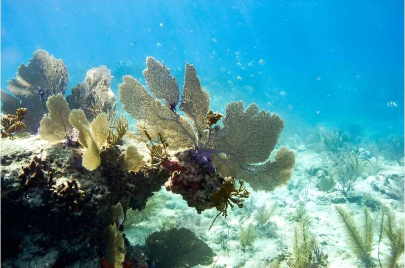 Global Coral Bleaching Crisis: Expanding Threat to Reef Ecosystems