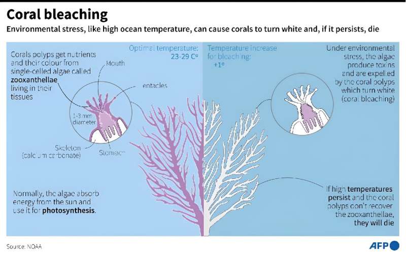 Global Coral Bleaching Crisis: Expanding Threat to Reef Ecosystems