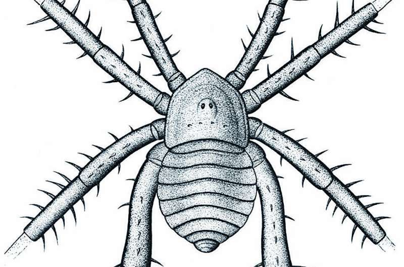 Ancient Spiny-Legged Arachnid Unearthed: A 308-Million-Year-Old Fossil