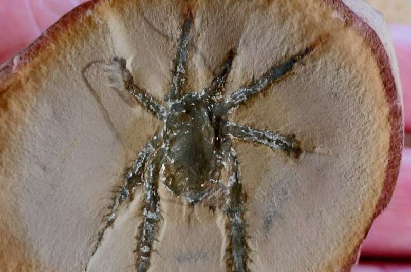 Ancient Spiny-Legged Arachnid Unearthed: A 308-Million-Year-Old Fossil