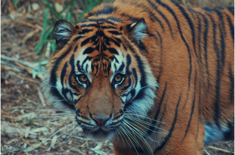 South Korea: Big Cat Trade Declines – Progress and Remaining Challenges