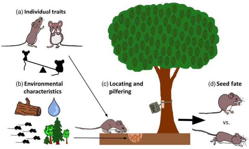 Maine Forest Mouse Seed Caches: Research on Rodent Foraging Behavior