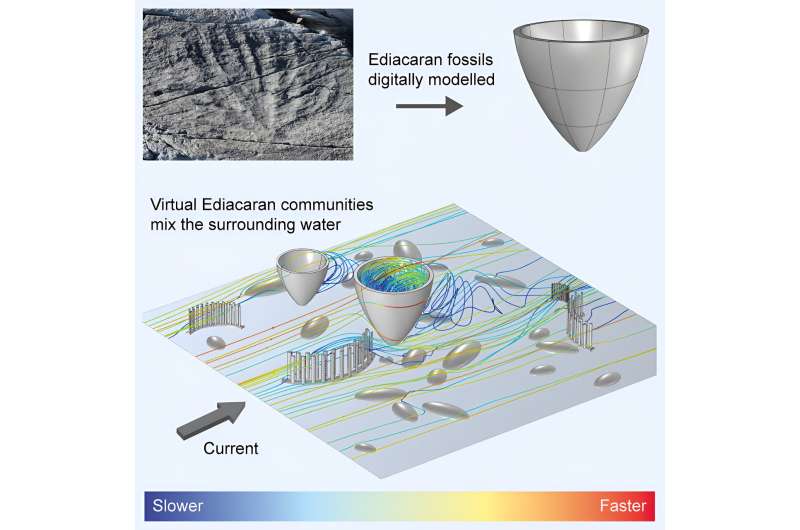 Ancient Ocean Ecosystems Fueled Early Animal Evolution | University of Cambridge