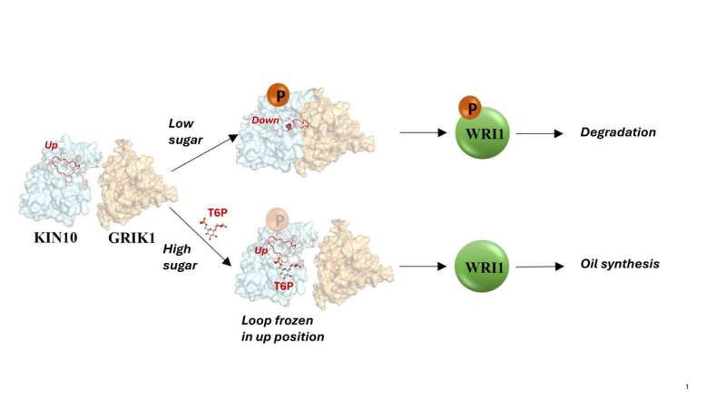 Sugar-Sensing Protein Controls Plant Growth & Oil Production - New Research