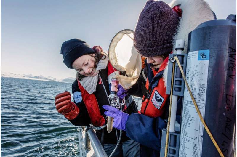 Arctic Phytoplankton Under Heat Waves: A New Threat to the Food Web