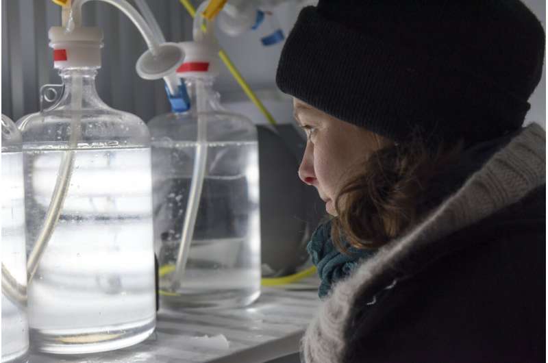 Arctic Phytoplankton Under Heat Waves: A New Threat to the Food Web