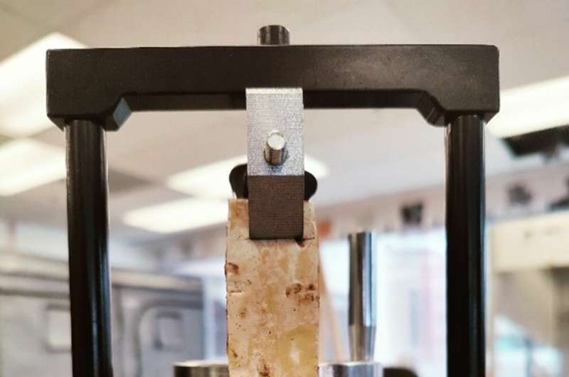 Mushroom Leather: The Sustainable Future of Fashion