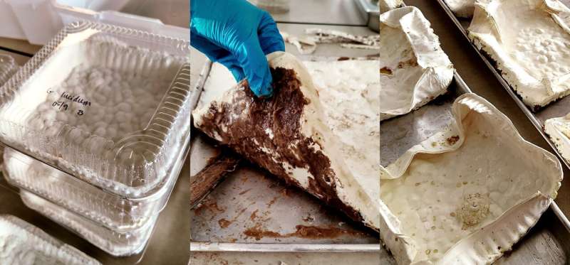 Mushroom Leather: The Sustainable Future of Fashion