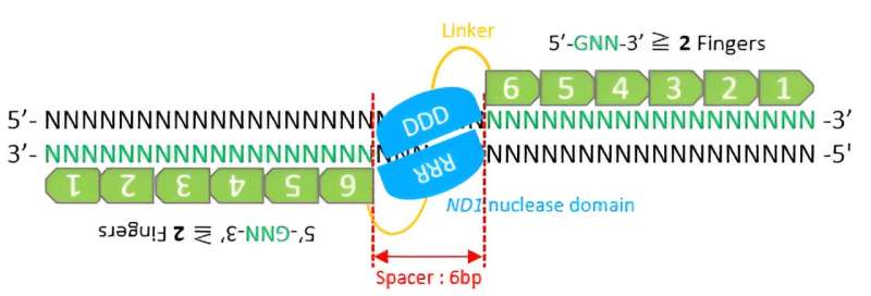 Boosting Genome Editing: Machine Learning Enhances Zinc-Finger Nucleases