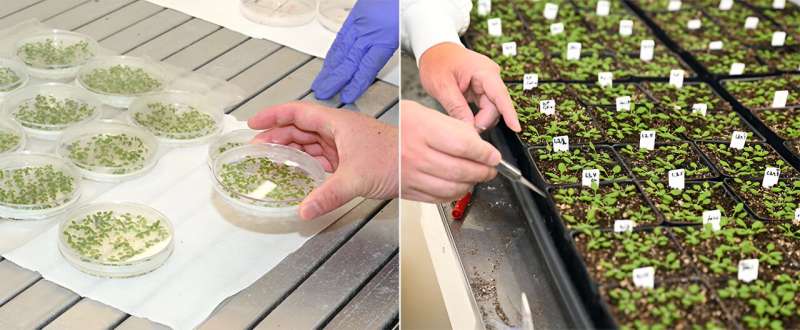 Ancient Protein Reveals Insights into Plant Cell Structure