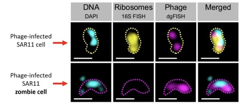 Marine Viruses Control Bacteria: Understanding Zombie Cells and Ocean Ecosystems
