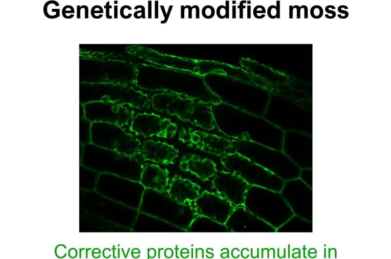 Plants Use  Corrective Proteins  to Limit Gene Editing