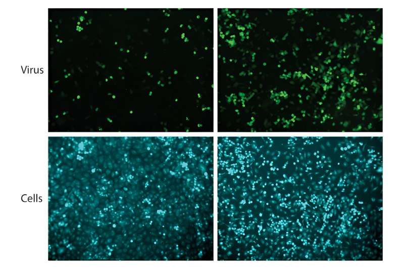 Bacterial Proteins Enhance Antiviral Immunity in Cancer Cells