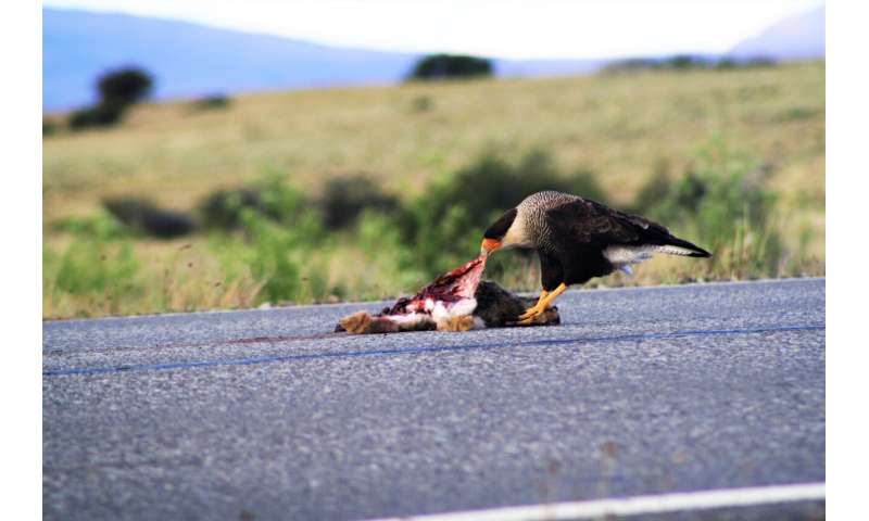 Red-throated Caracara: Time for a Public Relations Boost?