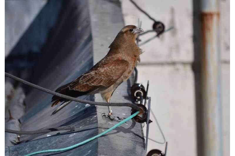Red-throated Caracara: Time for a Public Relations Boost?