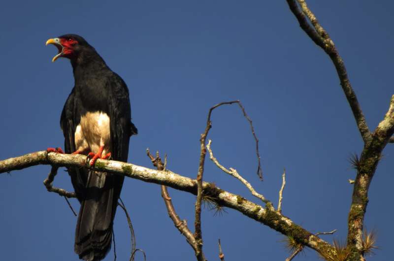 Red-throated Caracara: Time for a Public Relations Boost?