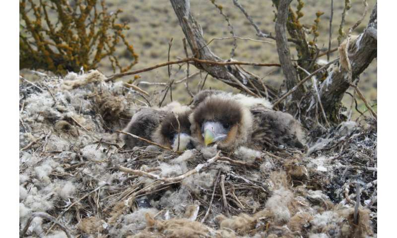 Red-throated Caracara: Time for a Public Relations Boost?