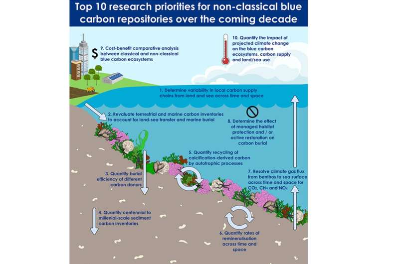 Coastal Ecosystems: Unexpectedly Powerful Carbon Sinks – New Research