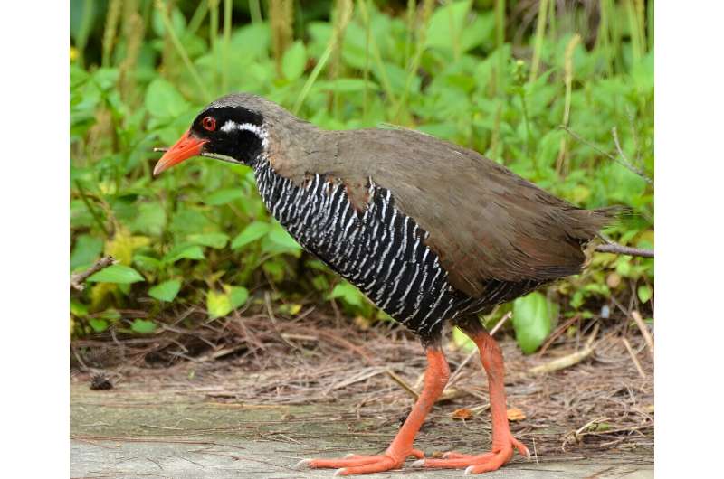 New Mite Species Discovered on Endangered Okinawa Rail - Research Highlights