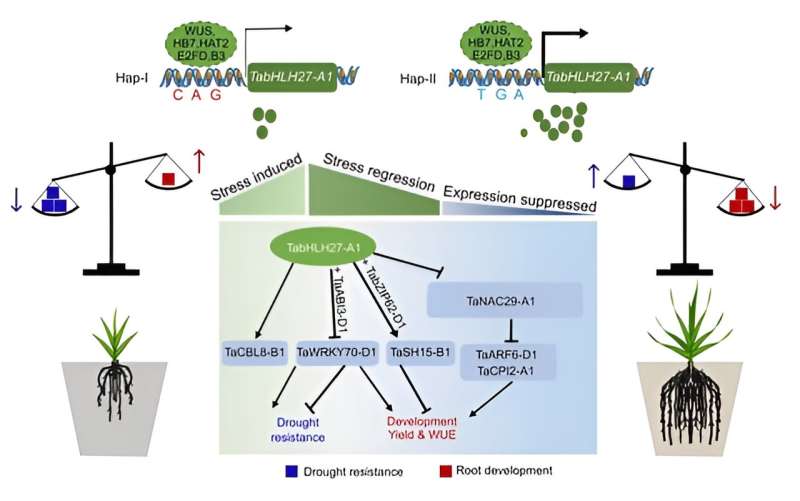 Wheat Gene Discovery Boosts Water Efficiency for Food Security