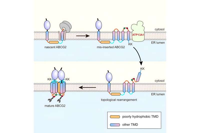 Novel Topogenesis Pathway Discovered for Membrane Protein Assembly