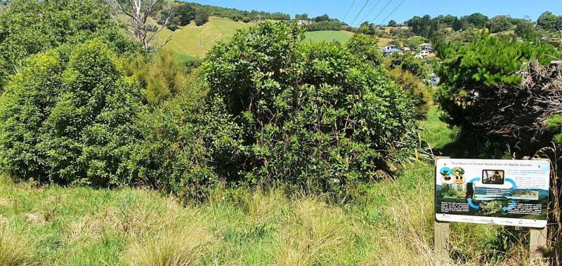 Restoring Native Ecosystems with Treated Wastewater: A Banks Peninsula Study