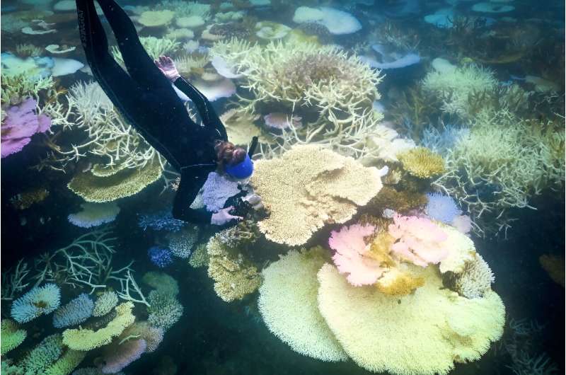 Thailand Dive Expo: Coral Bleaching Threatens Future of Diving & Marine Life