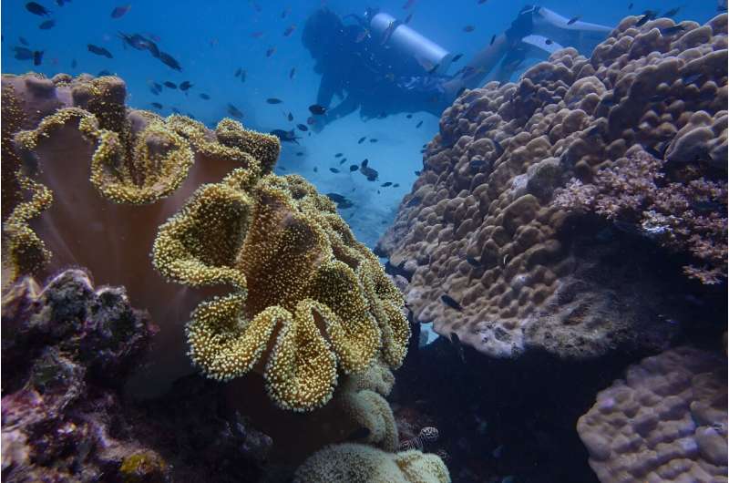 Thailand Dive Expo: Coral Bleaching Threatens Future of Diving & Marine Life