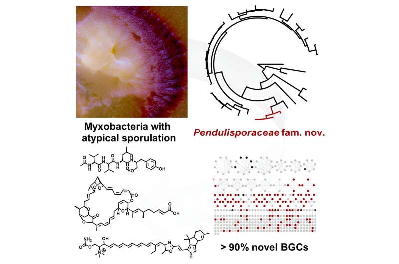 Novel Bacteria Species Discovered with Potential for New Medicines