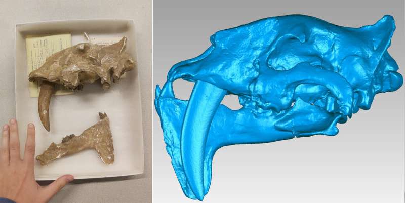 Saber Teeth Evolution: Unraveling the Origins of Iconic Fangs