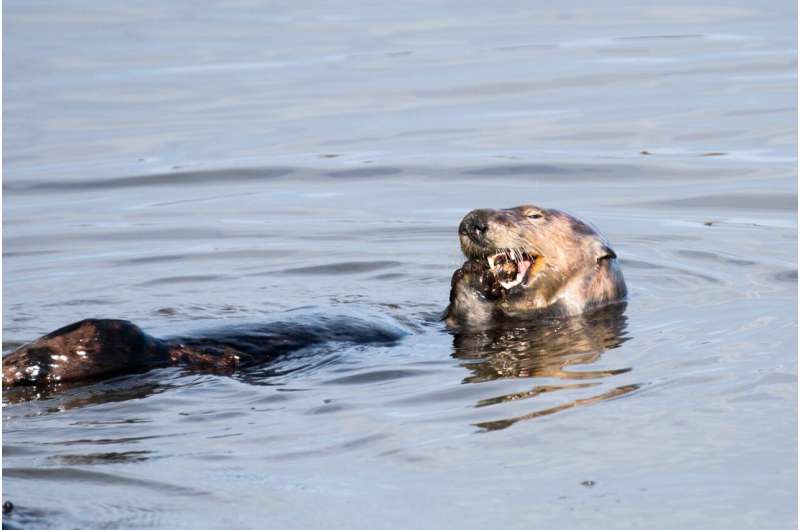 Sea Otter Tool Use: Larger Prey & Reduced Tooth Damage | Marine Biology Research