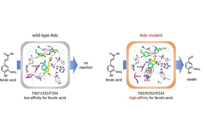 Sustainable Vanillin Production: Bioengineered Enzyme Converts Plant Waste to Flavoring Compound