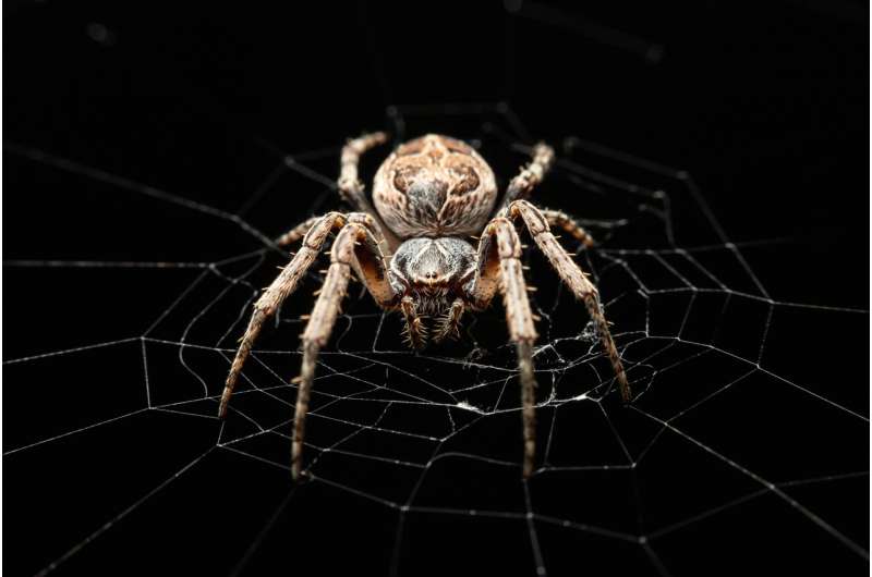 Spider Silk Inspired Microphones: A Novel Approach to Long-Distance Sound Detection