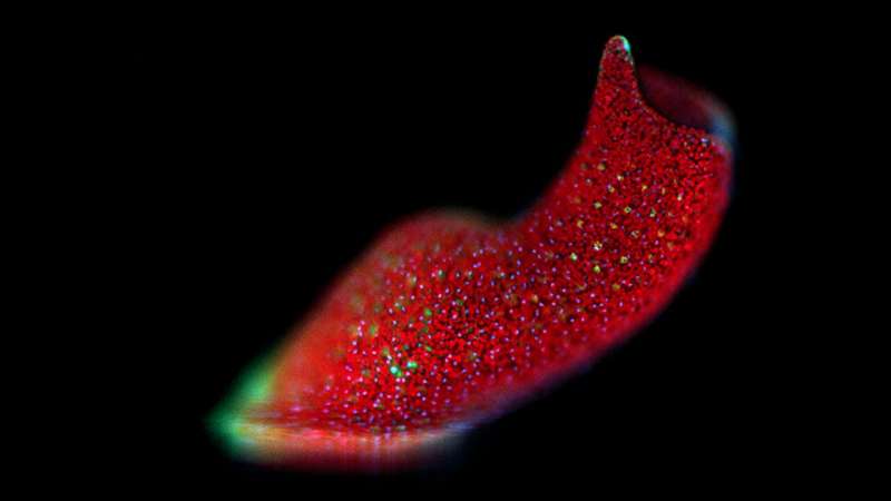 Worm Regeneration: Genetic Control Over Algal Symbiosis Discovered