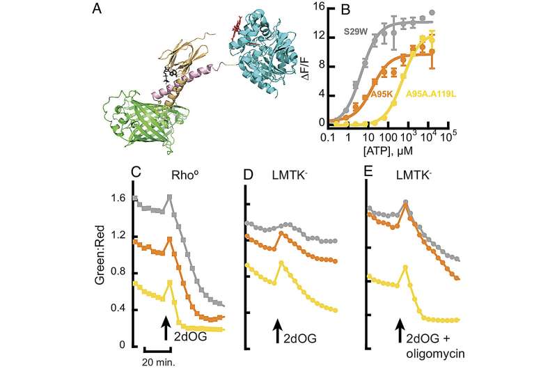Novel Cell Sensor Reveals Real-Time ATP Level Changes