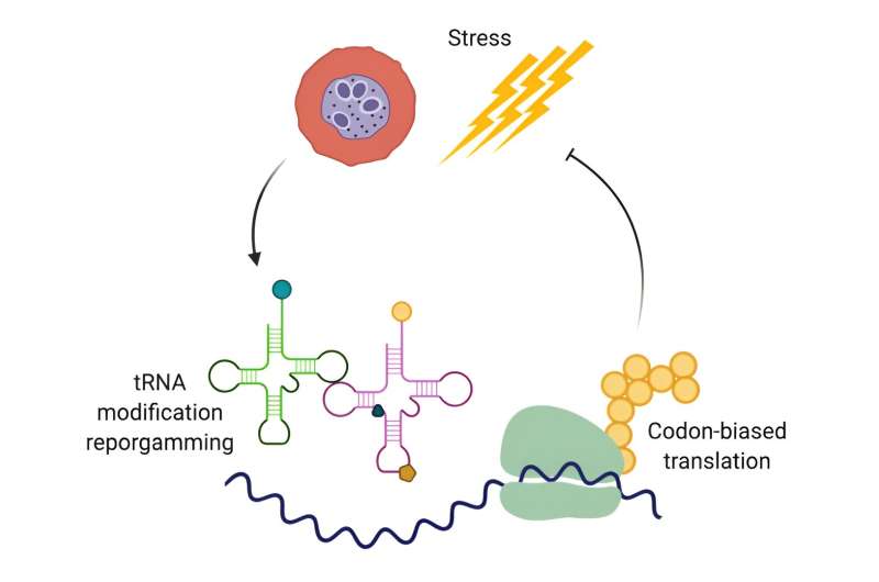 Malaria Drug Resistance Mechanism Uncovered: A tRNA Modification Link