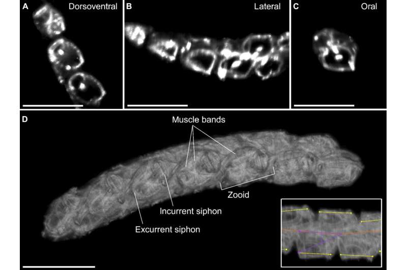 Jellyfish-Inspired Robotics: How Sea Creatures are Shaping the Future of Underwater Vehicles