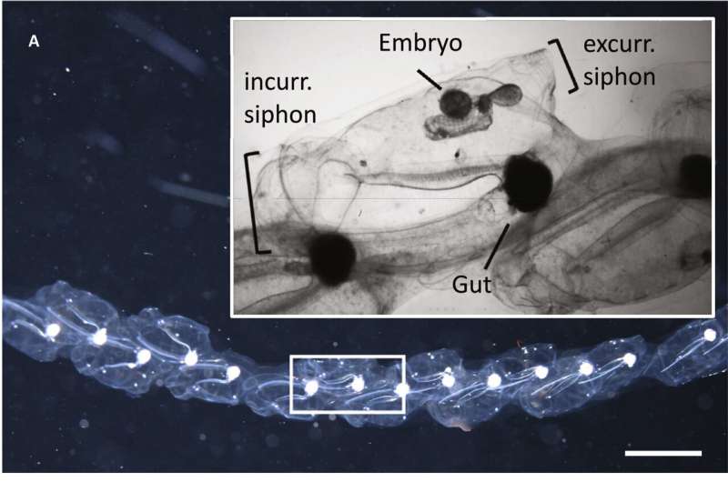 Jellyfish-Inspired Robotics: How Sea Creatures are Shaping the Future of Underwater Vehicles