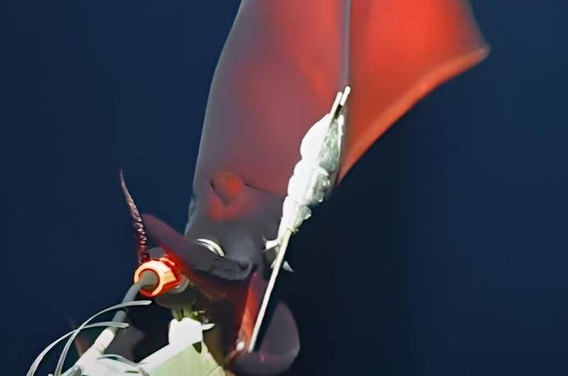 Rare Deep-Sea Squid Video: Unveiling Ocean Depths