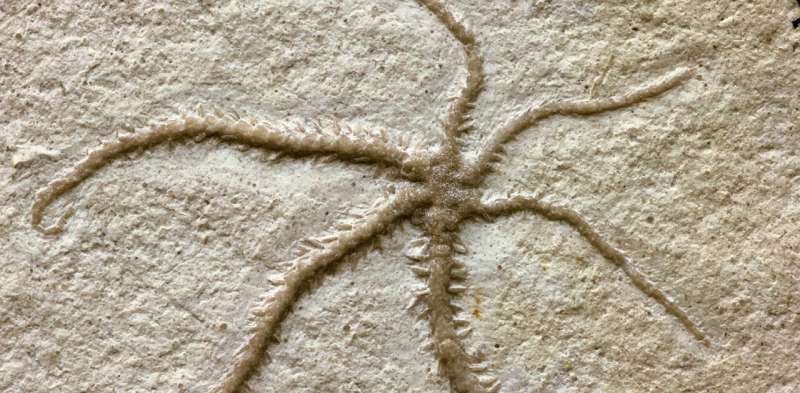 Ancient Starfish Fossil Reveals 155-Million-Year-Old Reproduction Process