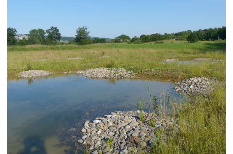 Designing Amphibian-Friendly Ponds: A Guide for Conservationists