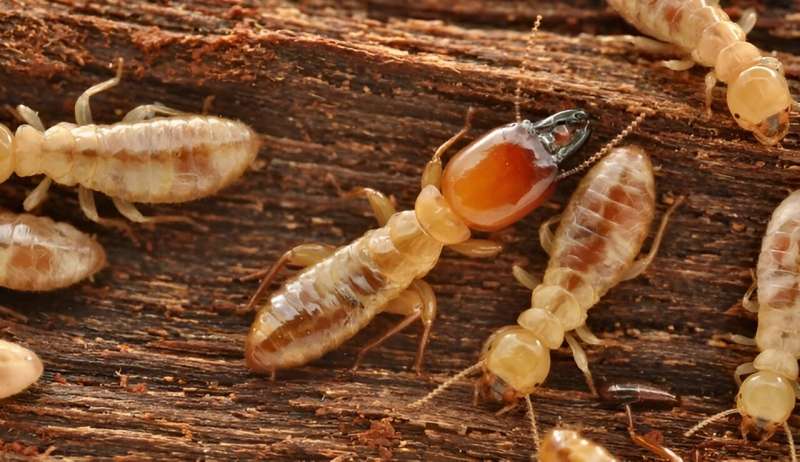 Evolution of Termite Gut Microbiomes: A Genetic Analysis