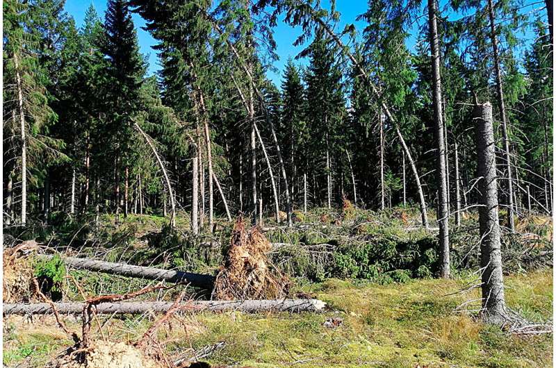 Norway Spruce in Finland: Bark Beetle Vulnerability Near Clear-Cuts - University of Eastern Finland Study