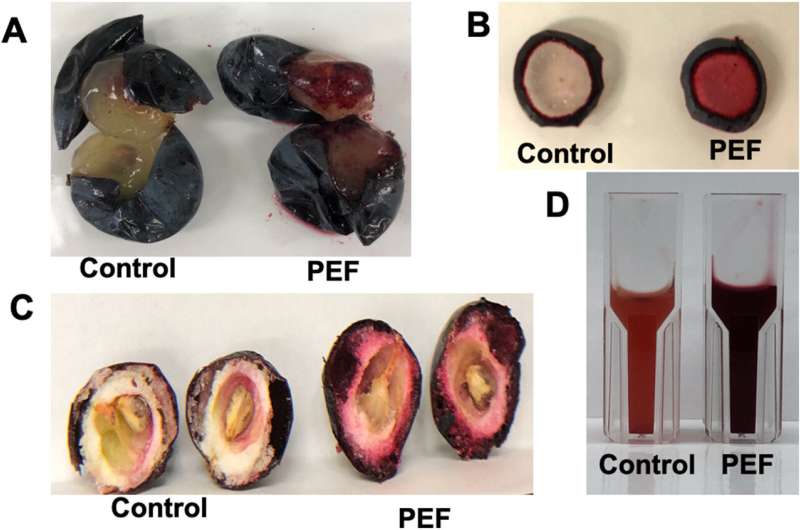 Enhanced Cold-Pressed Concord Grape Juice: A Novel Processing Method
