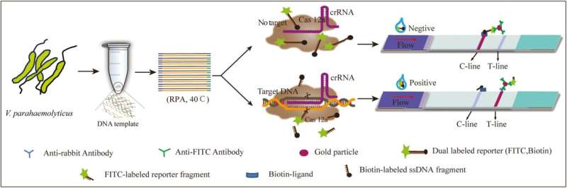 Rapid Seafood Contamination Testing: CRISPR-Based Detection in 30 Minutes