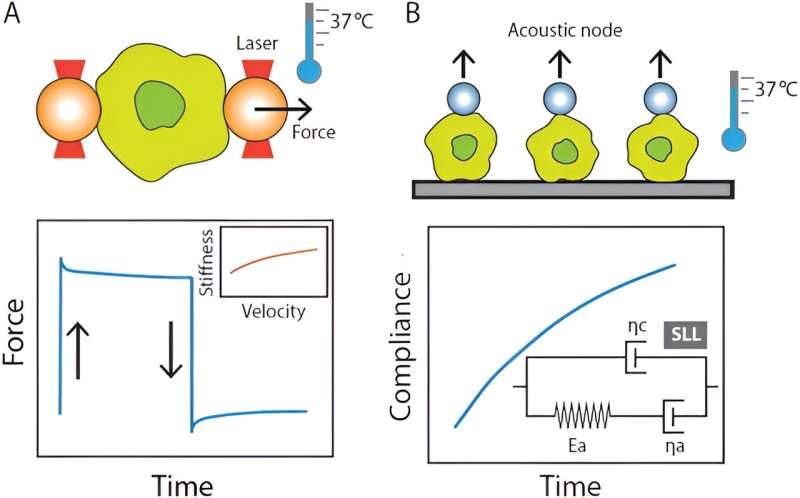 Cell Stiffness and Viscosity Variations in Cancer and Disease