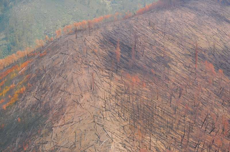 Impact of Bushfires on Australian Forest Understory: Research Findings