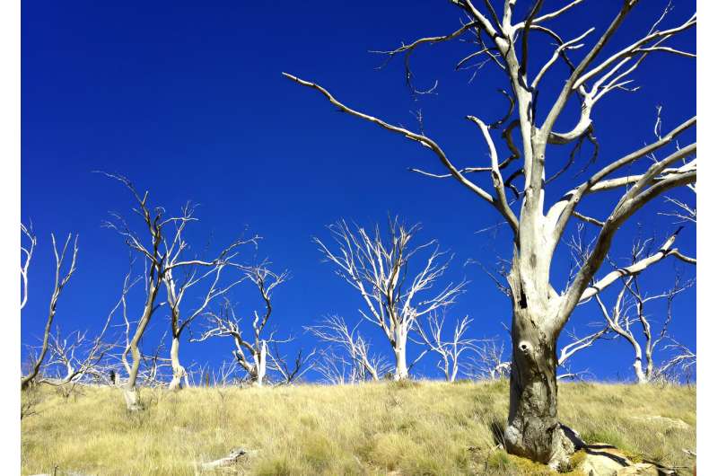Impact of Bushfires on Australian Forest Understory: Research Findings