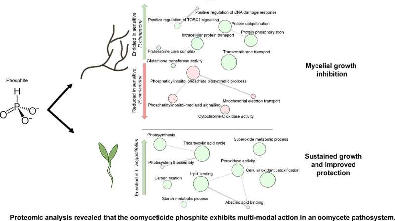 Phosphite s Role in Combating Chemically Resistant Dieback: A Proteomic Analysis