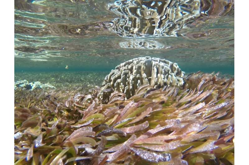 Maldives Seagrass Meadows Expanding Near Islands – A Climate Change Indicator